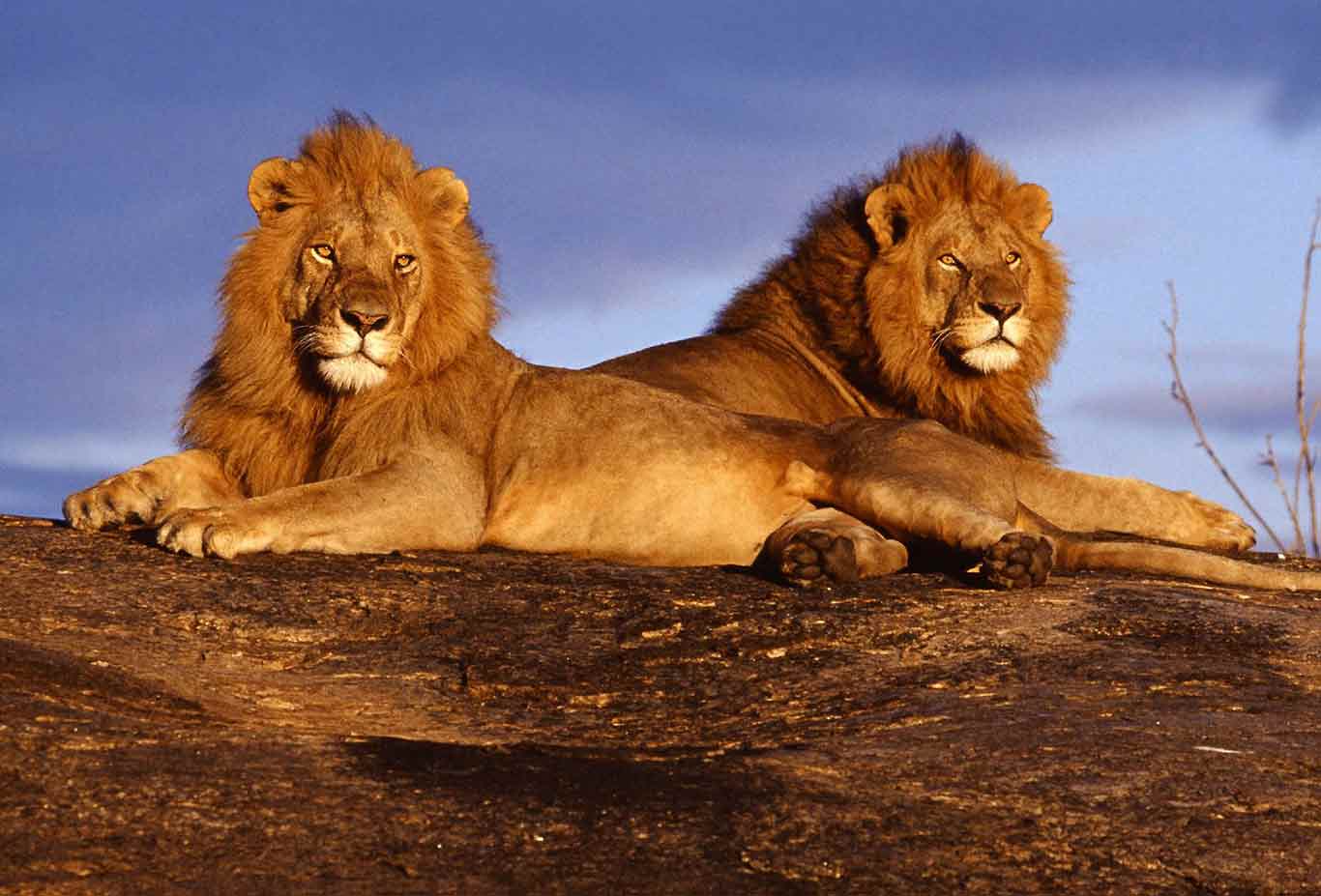 Tsavo-West-National-Parks