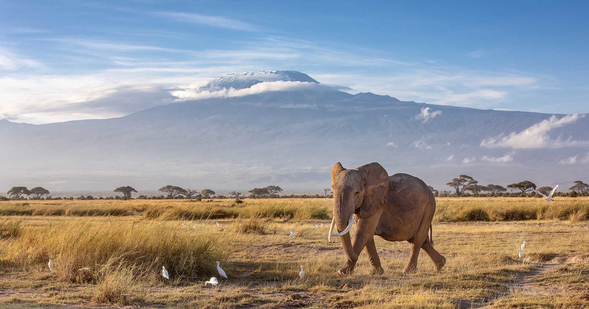 ambomboseli