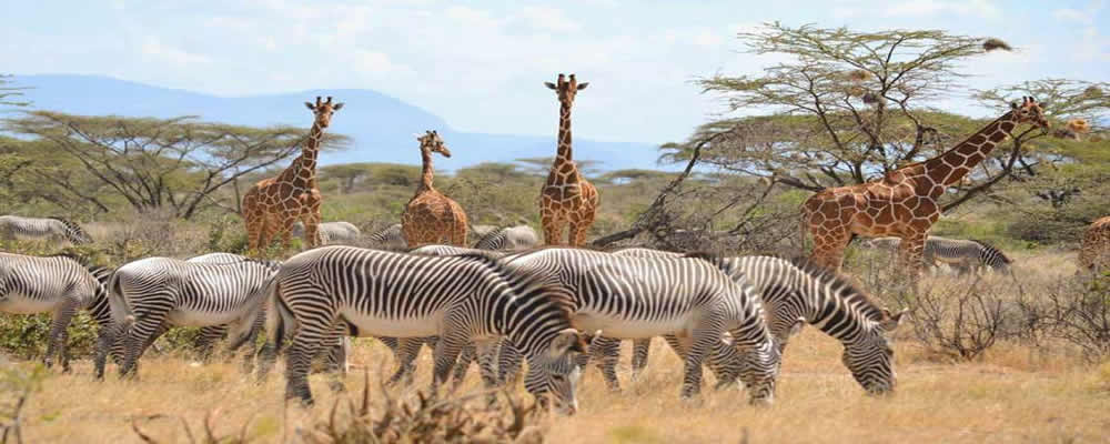 Sambaru Lodge Safari